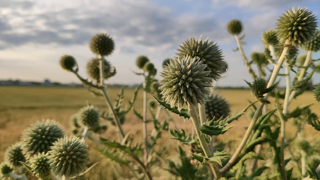 thistles